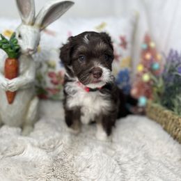 Aussiedoodle, Bernedoodle, and Goldendoodle Puppies from Little Golden Farm