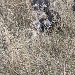 Aussiedoodle and Miniature Schnauzer Puppies from Cedar Creek Ranch