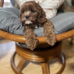 Cavalier King Charles Spaniel and Cavapoo Puppies from Larisa's Cavaliers