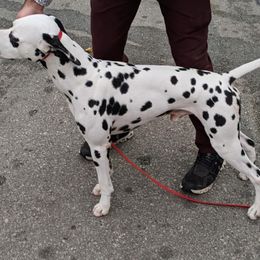 Brighton - Dalmatian