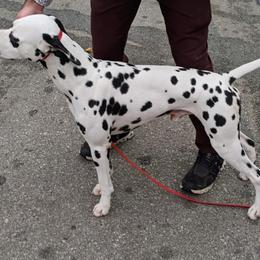 Brighton - Dalmatian