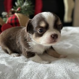 Chihuahua Puppies from Sunset Eves Chihuahuas
