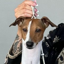 Duncan - Italian Greyhound