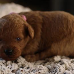 Lavender - Apricot male Poodle puppy in Pottersville, Missouri from Christina Miller's Poodles