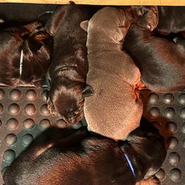 Doberman Pinschers from Kiziah Dobermans