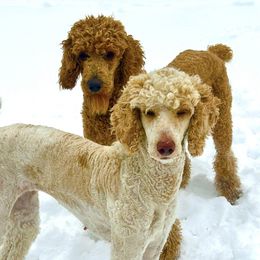Poodles from East Bunch Poodles