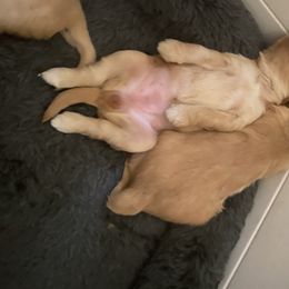 Australian Labradoodle Puppies from Salona Australian Labradoodles