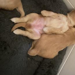 Australian Labradoodle Puppies from Salona Australian Labradoodles