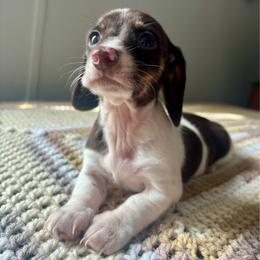 Princess Charlotte - Piebald female Dachshund puppy in Aiken, South Carolina from State Eight Dachshunds