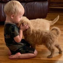 Goldendoodle Puppies from Goldendoodles of Vanhoy Farms