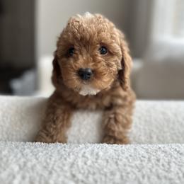 Blue Collar Boy - Red  male Poodle puppy in Charlotte, North Carolina from Bruno & Co. Puppies