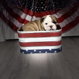 Girl 2 - Red female Bulldog puppy in Mount Airy, North Carolina from PrimeCut Bulldogs
