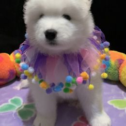 Samoyed Puppies from Samoyed Puppies