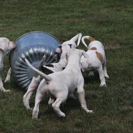 American Bulldog Puppies from Ferocia Kennels