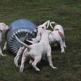 American Bulldog Puppies from Ferocia Kennels