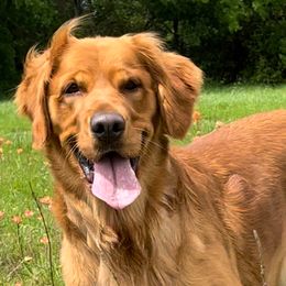 Golden Retriever Puppies from Graceful Goldens