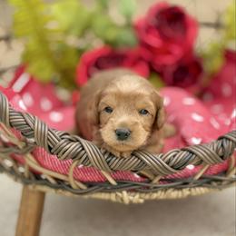 Boy 3 - Caramel red male Australian Labradoodle puppy in Calhoun, Louisiana from Arrowhead Australian Labradoodles