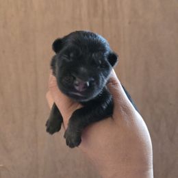 Luma - Green Collar Girl - Black and red female German Shepherd puppy in Hawthorne, Florida from Lace's High Flying German Shepherds And Golden Retrievers