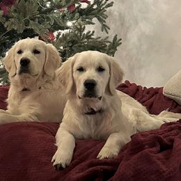 Golden Retrievers from Sunny Ridge Retrievers