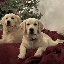Golden Retrievers from Sunny Ridge Retrievers