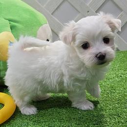Joseph - White and lemon male Maltese puppy in Aurora, Missouri from KnJ Precious Paws LLC