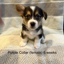 Purple Collar “Tina” (female) - Black and tan Pembroke Welsh Corgi puppy in Paris, Kentucky from Laurel Glen Farm Corgis