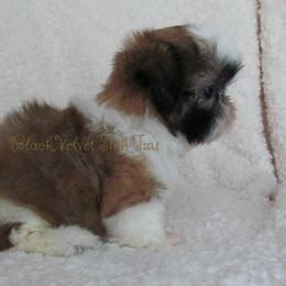 Shih Tzu Puppies from Black Velvet Shih Tzu