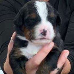 Purple Collar Girl - Black rust and white female Bernese Mountain Dog puppy in Bristol, Tennessee from Holston Hollow Farm