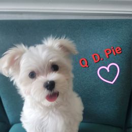 Q. D.   PIE - White Maltese puppy in Bensalem, Pennsylvania from Maltese Momma