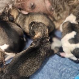 Boy2 - Parti male Miniature Schnauzer puppy in Las Vegas, Nevada from Knock & Bark Miniature Schnauzer