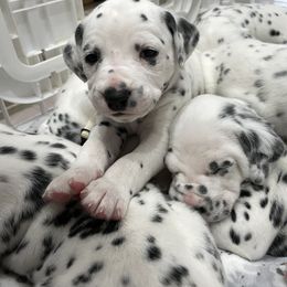 Dalmatian Puppies from Blue Moon Dalmatians