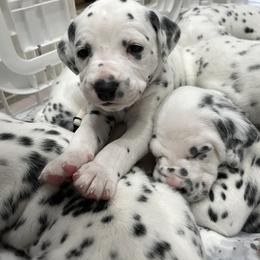 Dalmatian Puppies from Blue Moon Dalmatians