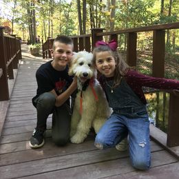Goldendoodle and Sheepadoodle Puppies from The Farms Precious Doodles