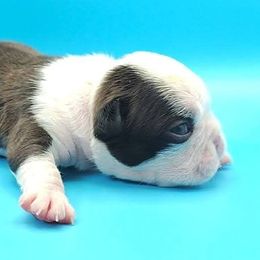 Peanut - Seal brindle and white male Boston Terrier puppy in Youngstown, Pennsylvania from Kingston Boston Terriers