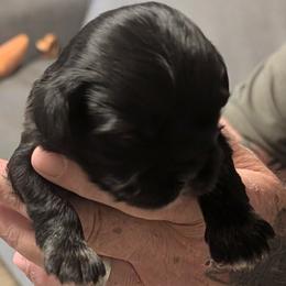 Mason - Grizzle male Lhasa Apso puppy in Fort Worth, Texas from Cynthia's Lhasa Apsos