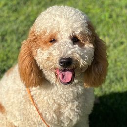 Bernedoodles, Double Doodles, Goldendoodles, and Yorkshire Terriers from Precious Paws