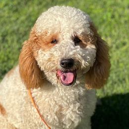 Bernedoodles, Double Doodles, Goldendoodles, and Yorkshire Terriers from Precious Paws