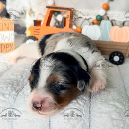 Mr. Black-4000 - Dapple male Dachshund puppy in Sparr, Florida from From the Heart Doxies