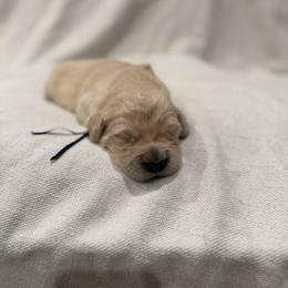 Female pick 5 - Golden female Golden Retriever puppy in Colville, Washington from Columbia Ridge Goldens