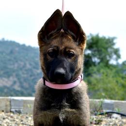 German Shepherd Puppies from Yosemite Shepherds