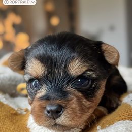 Latte - Black and tan male Yorkshire Terrier puppy in Columbus, Ohio from Elaine’s Yorkies