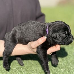 Purple collar - Black Cane Corso puppy in Morgan Hill, California from Corso Empire