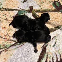 Girl 2 - Black and silver female Miniature Schnauzer puppy in Woodburn, Kentucky from Southern Kentucky Schnauzers