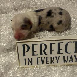 Blue Merle girl 1 - Blue merle female Australian Shepherd puppy in Chino Valley, Arizona from Cu2 Aussies