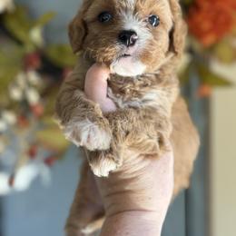 Paddington🐾 - Apricot male Cavapoo puppy in Granbury, Texas from Triple Cross Doodles