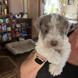 Miniature Schnauzer Puppies from Shelly’s Pooches