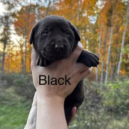 Black - Chocolate male Labrador Retriever puppy in Lawton, Michigan from DuckAlly Kennel