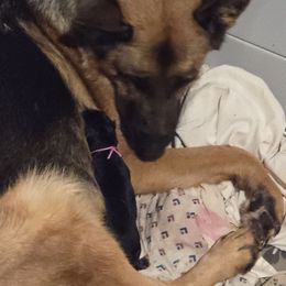 Nadia - Black and red female German Shepherd puppy in Dansville, New York from Badenheath German Shepherds