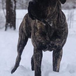 American Bullies and Cane Corso from Solid Creed Kennels