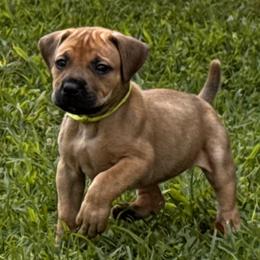 Tinker Bell - Fawn female Boerboel puppy in Bon Aqua, Tennessee from Erickson Ranch Boerboels